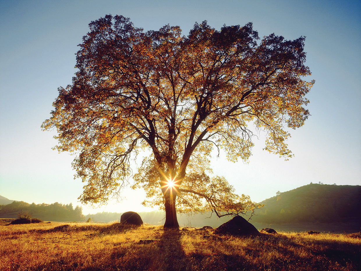 Black Oak Sunset