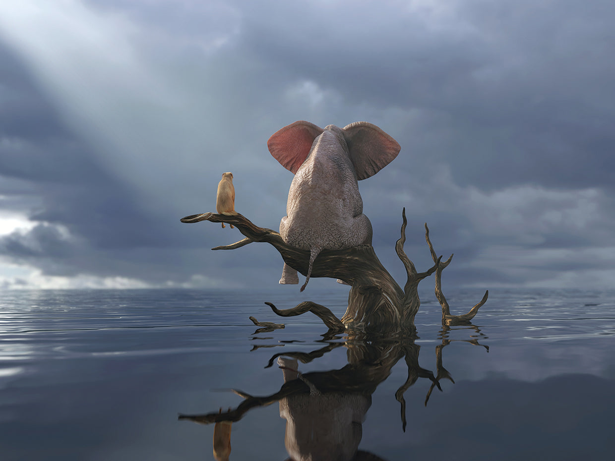 Elephant And Dog Are Sitting On A Tree Fleeing A Flood