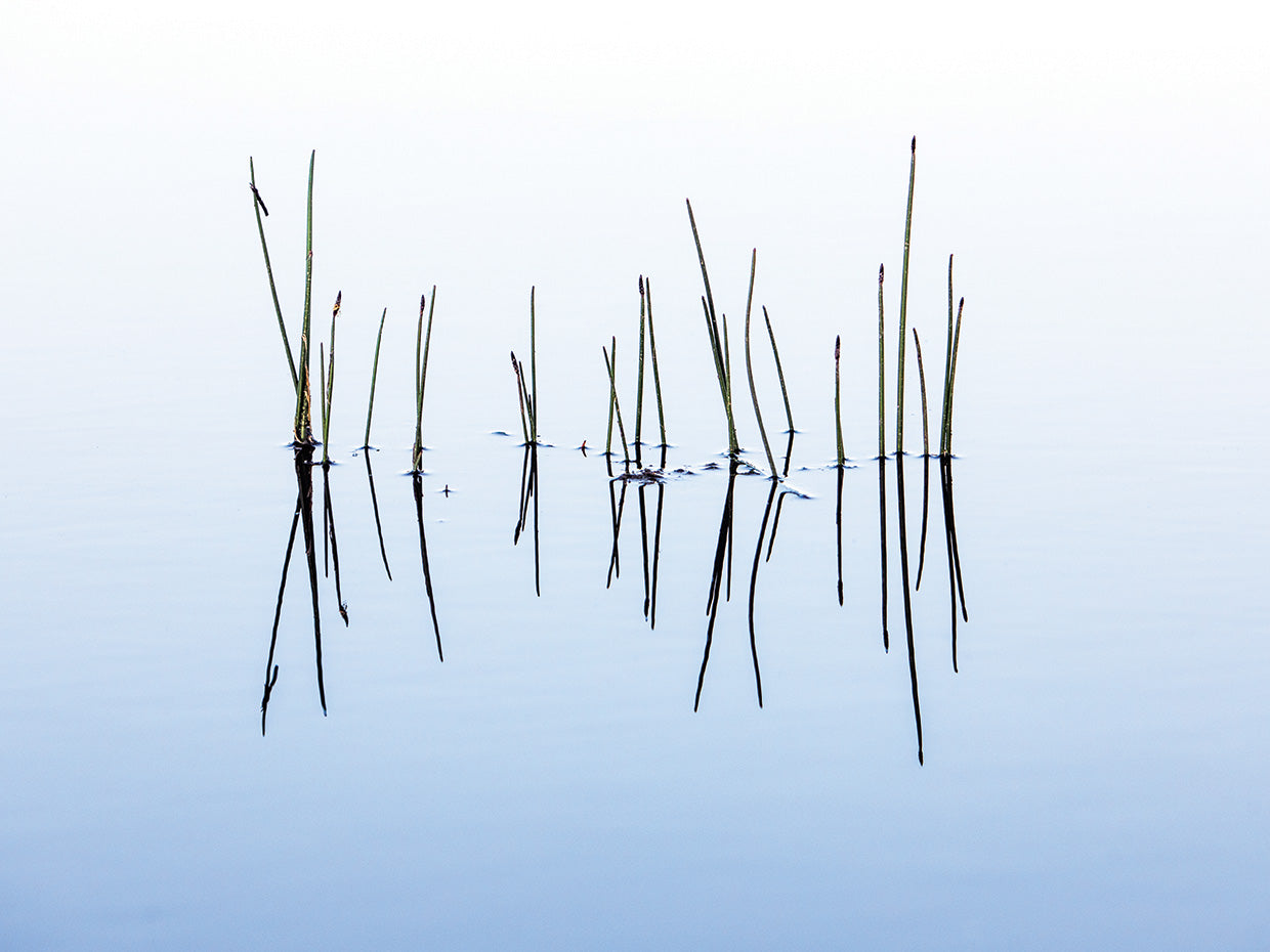 Relaxing Waters and Reeds