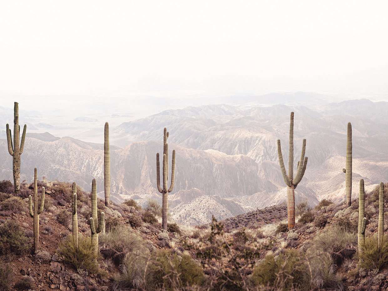 Cactus Desert