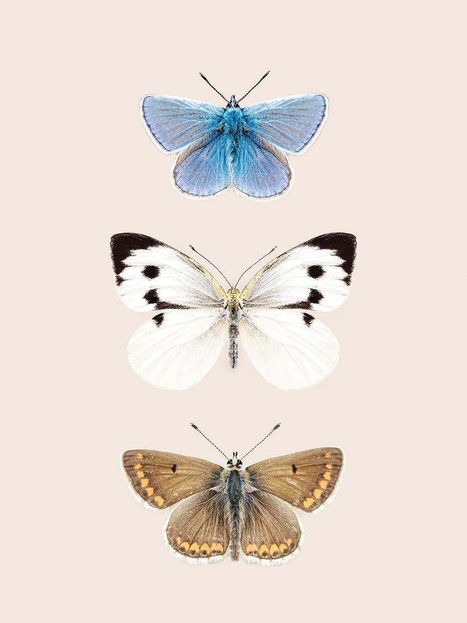 English Butterlies 2