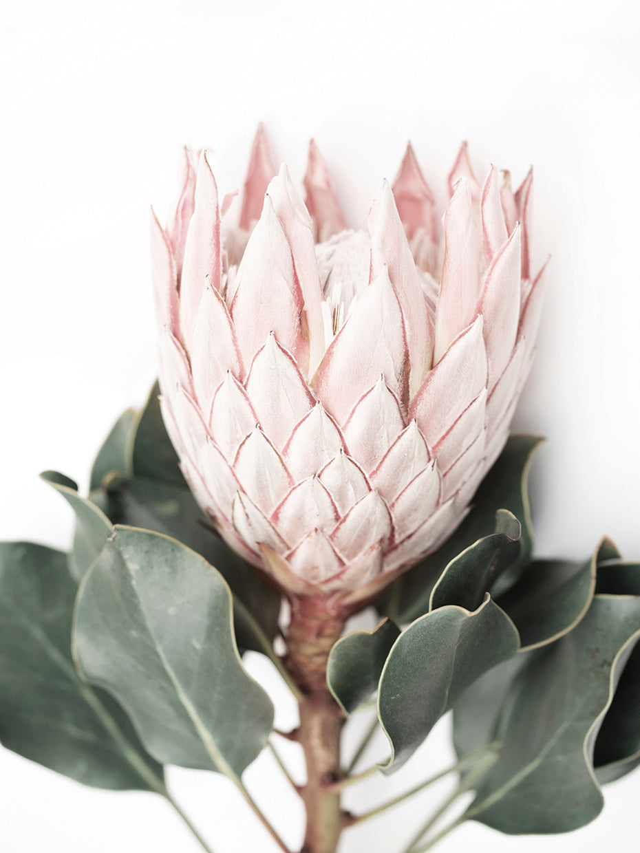 Protea Flower 2