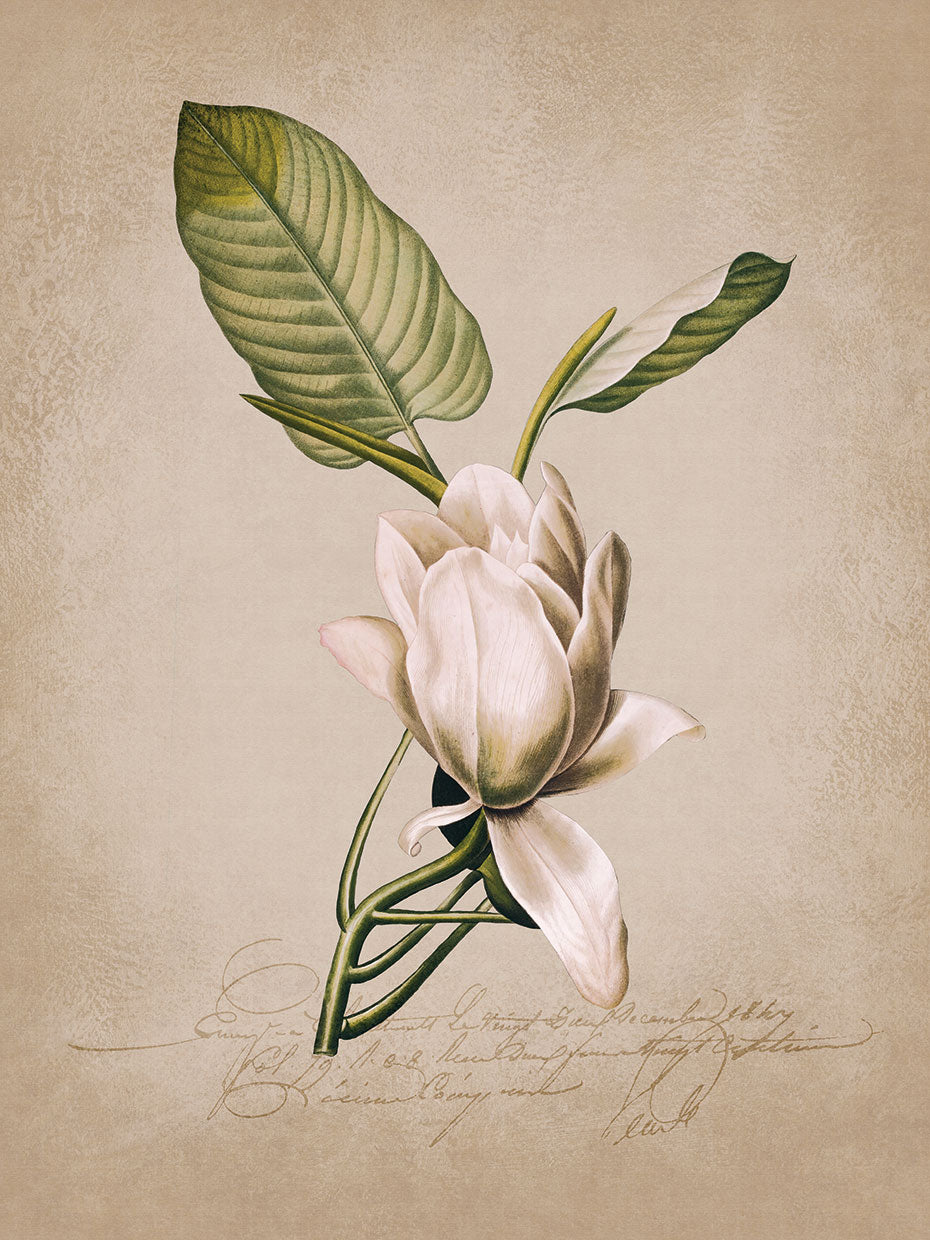 Magnolia Nostalgia I