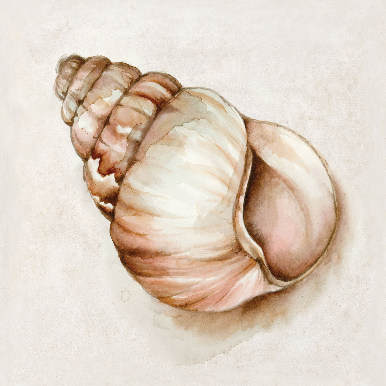 Pink Vintage Shell I