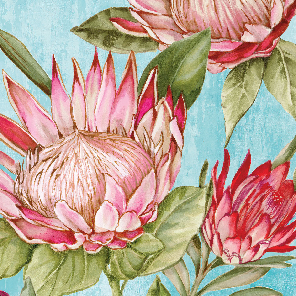 Popping King Protea II