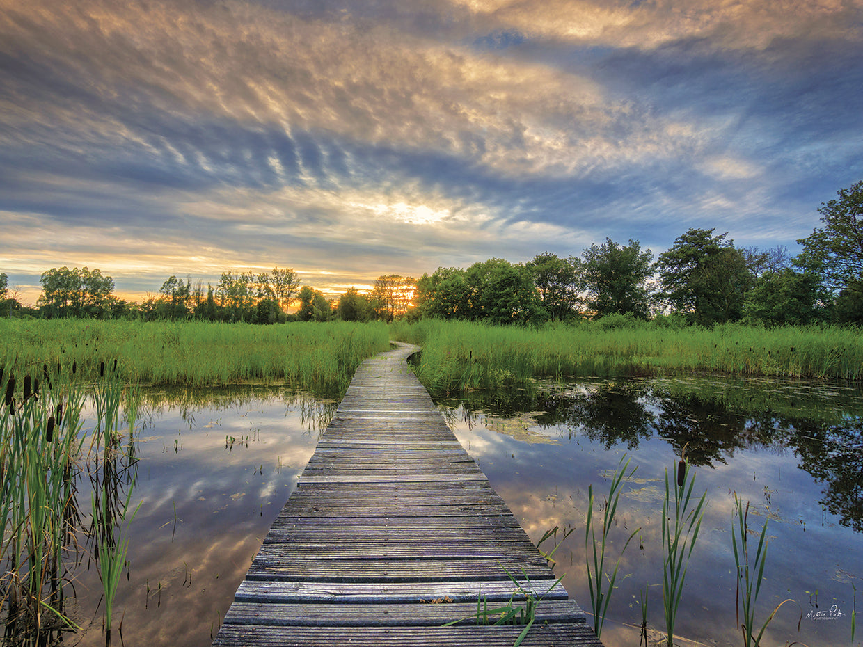 Boardwalk Landscape
