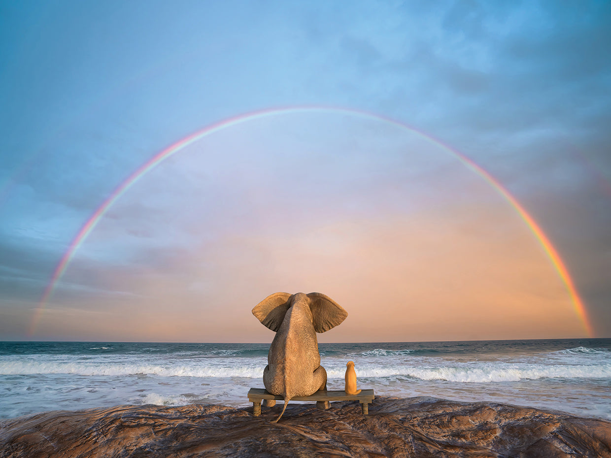 Elephant And Dog Sit Sunset