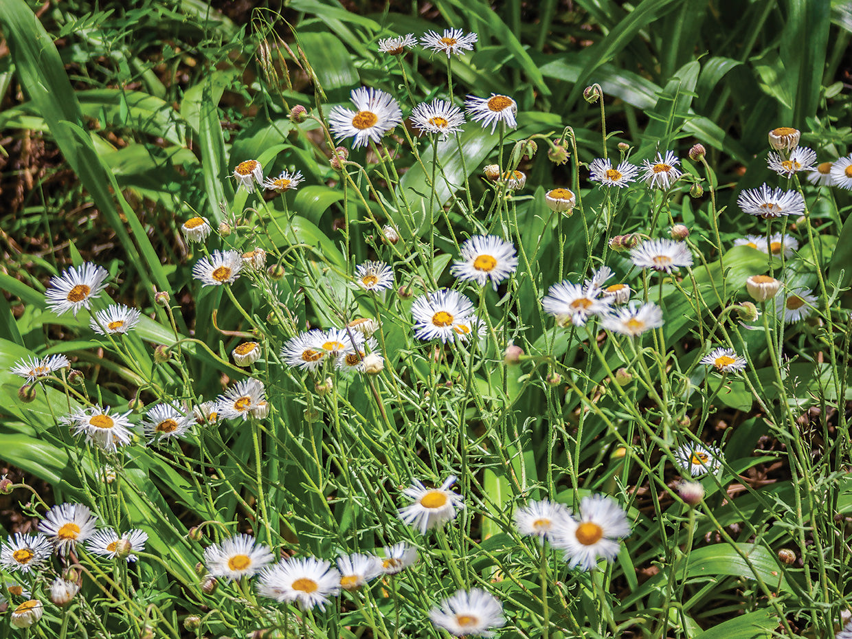 Desert Wildflowers 1