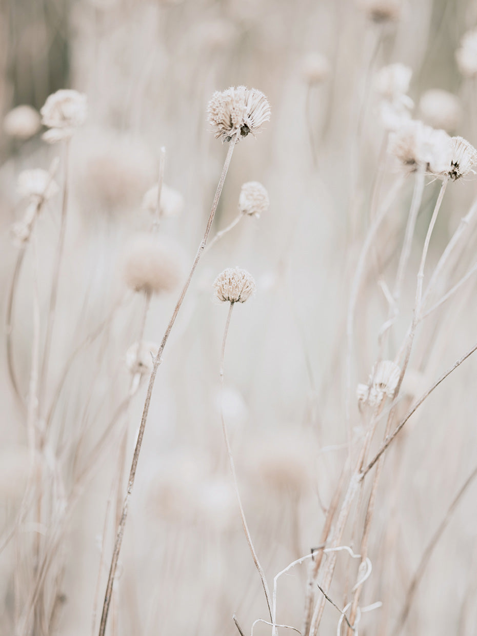 White Dried Wildflowers