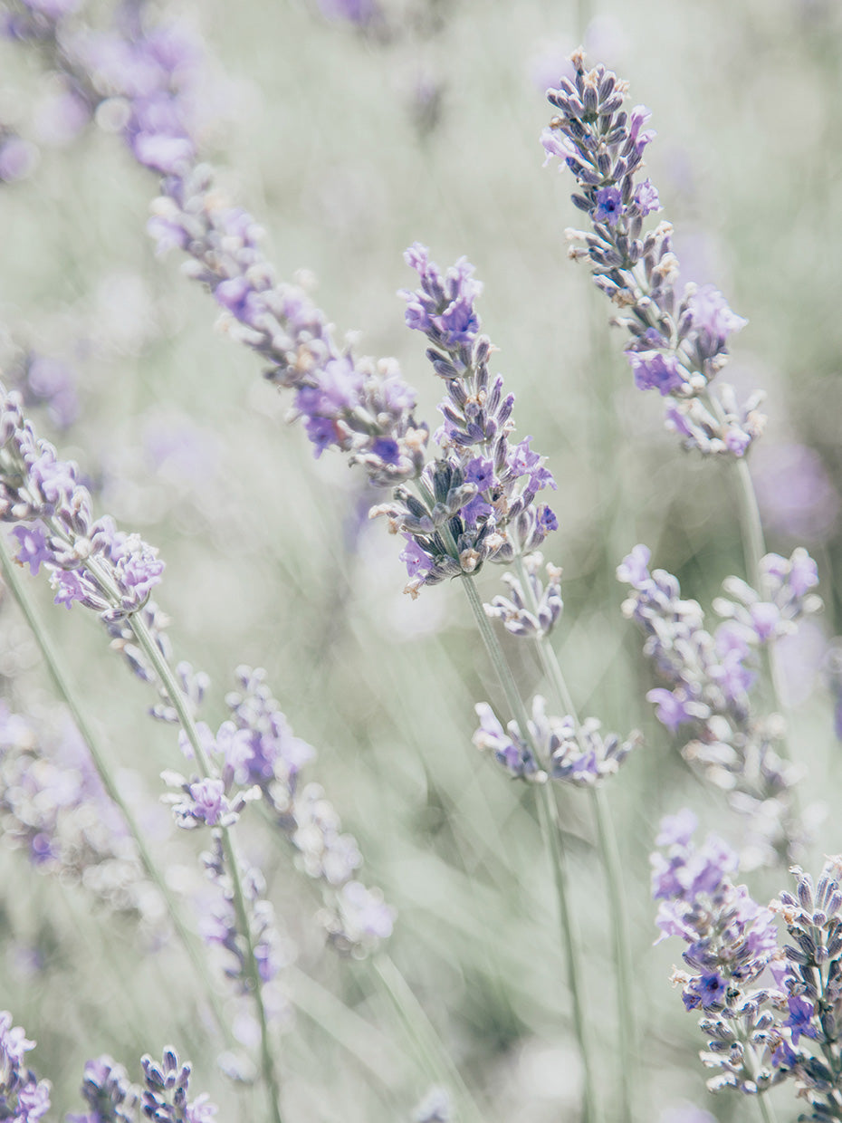 Bleached Lavender in Field