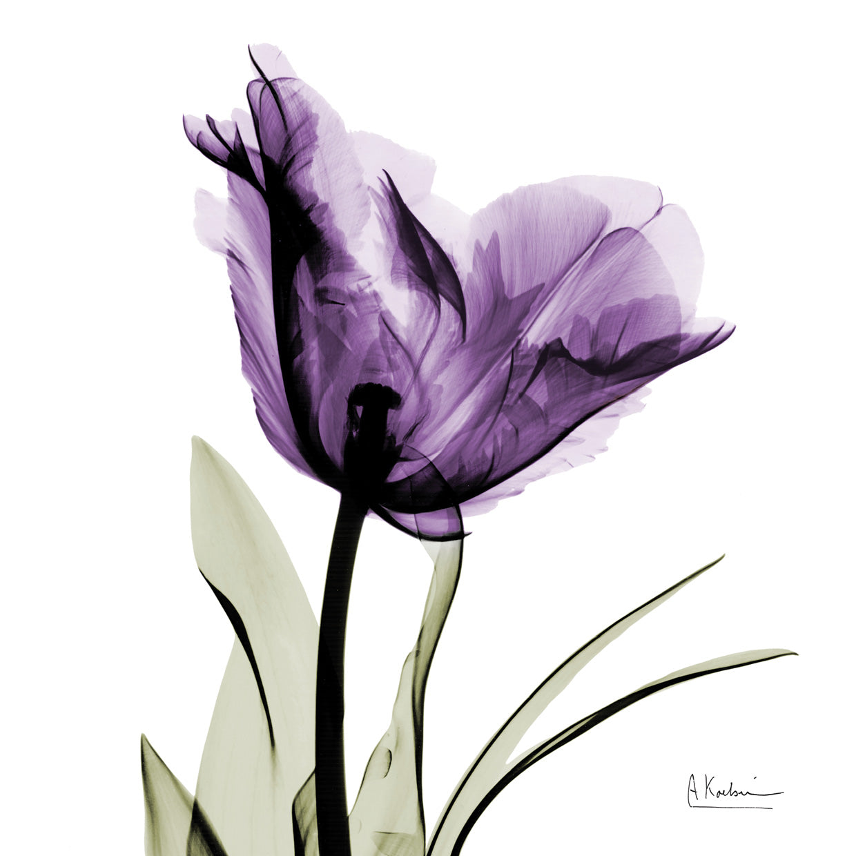 Royal Purple Parrot Tulip