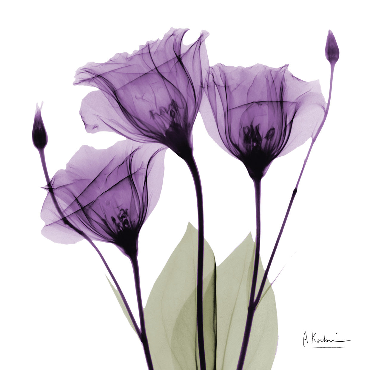 Royal Purple Gentian