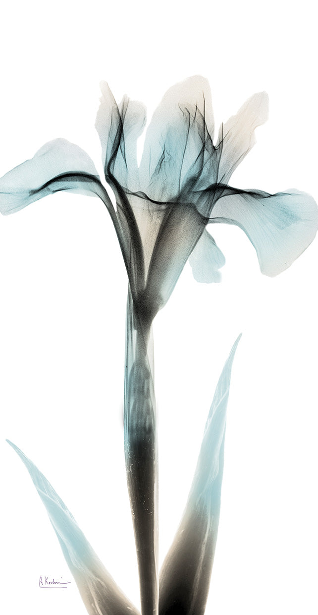 Sea Infused Iris 1