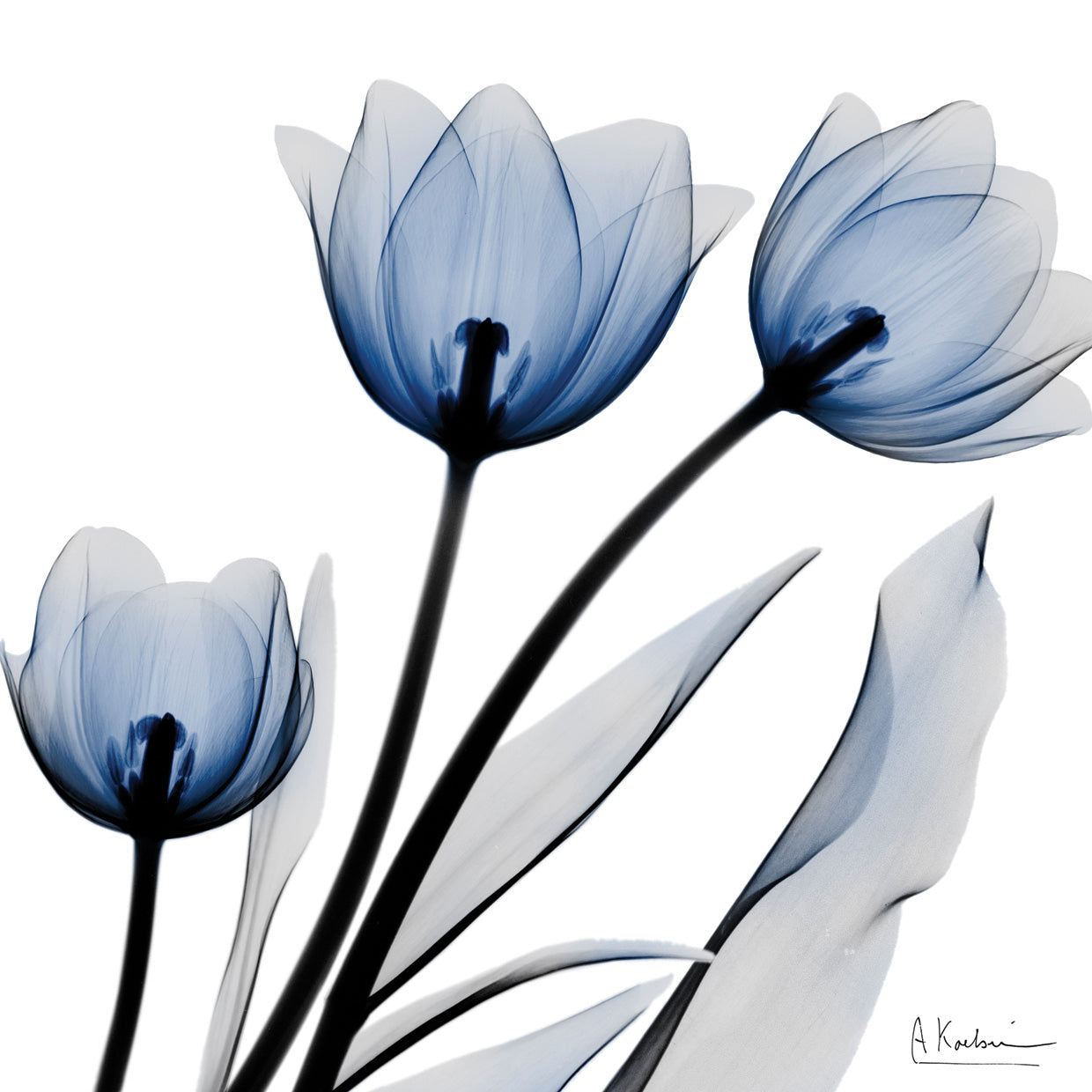 Brilliant Night Tulips C68