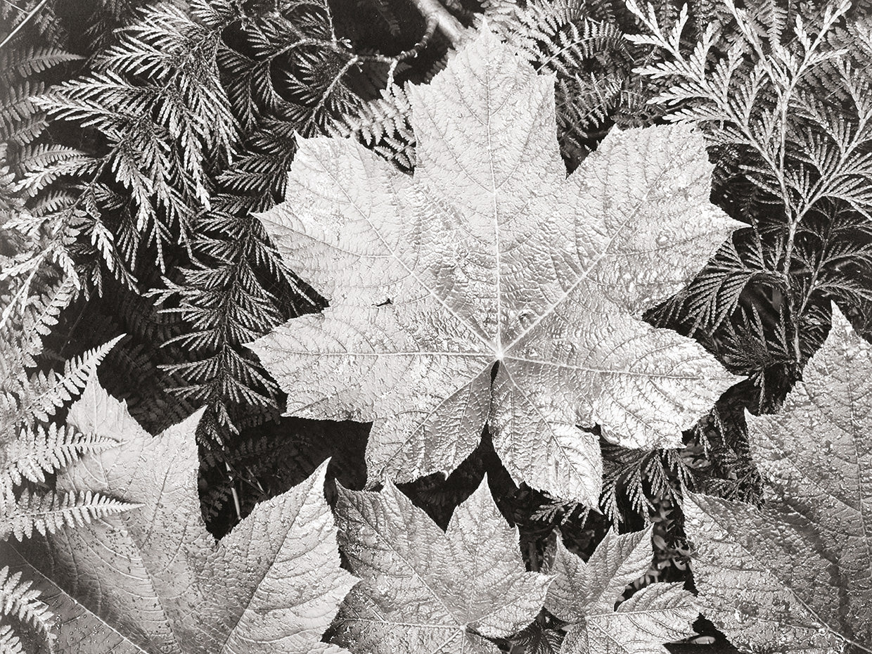 In Glacier National Park, close up of leaves