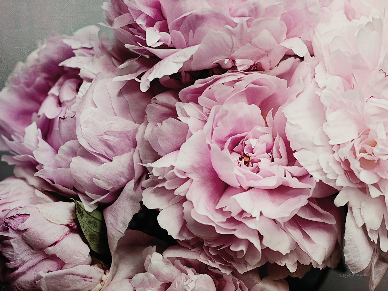 Peonies Galore II