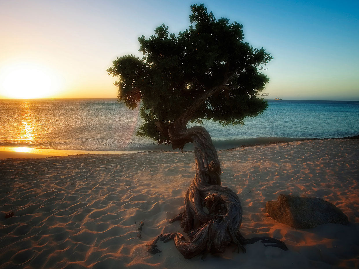 Man Of the Sea, Beach Sunset with a Fofoti Tree, Aruba, Dutch Antilles
