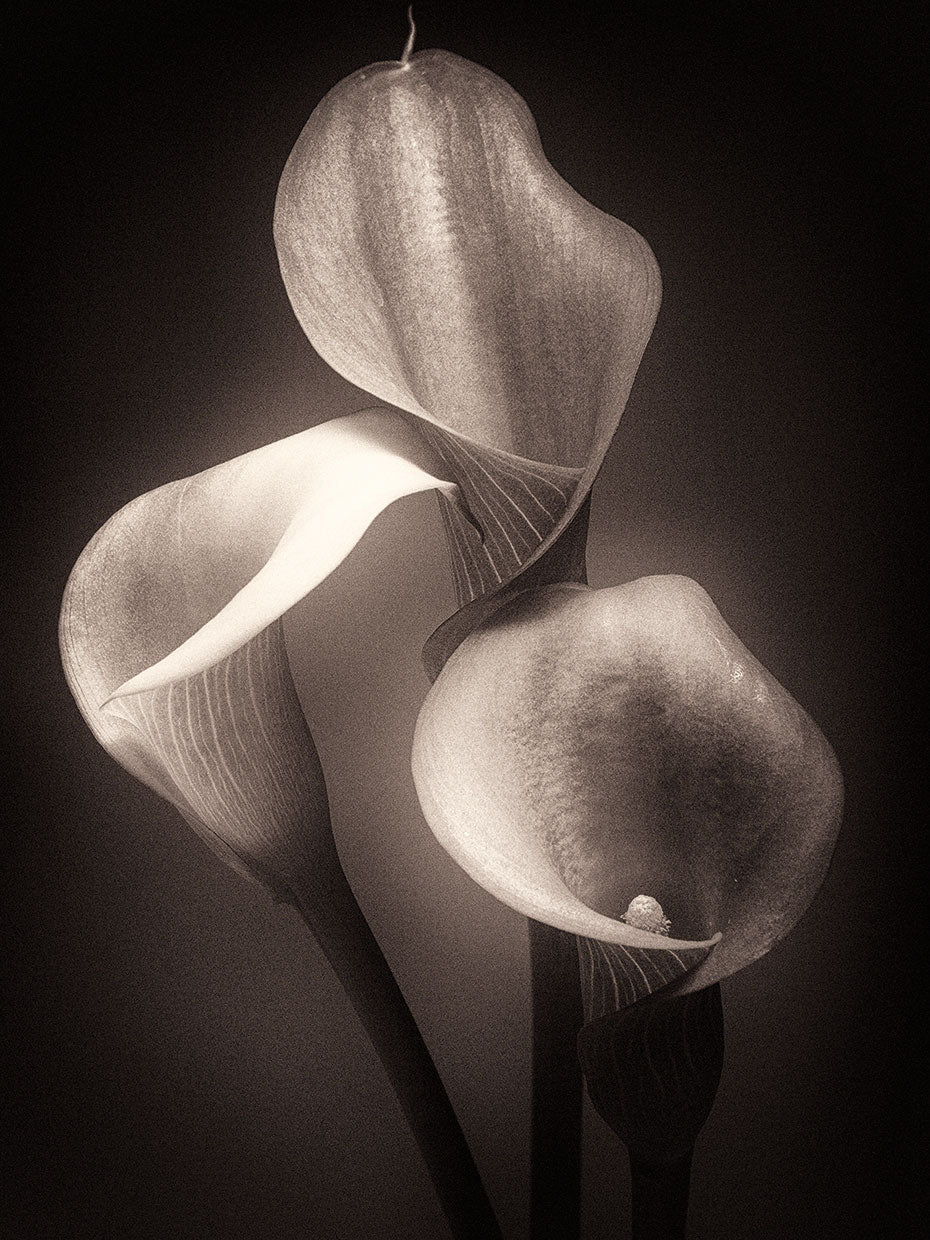 Three Calla Lilies