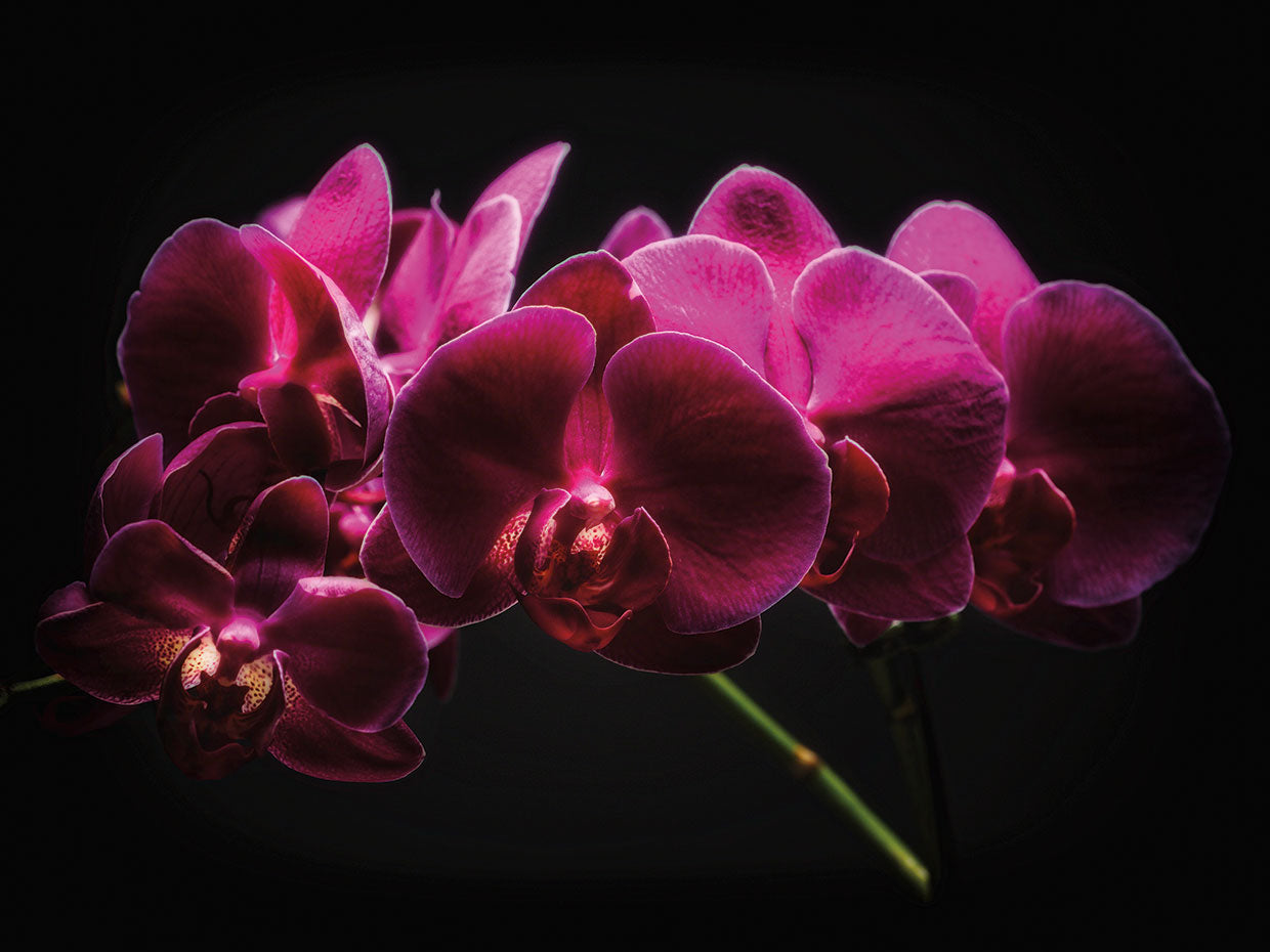 Purple Orchids with Painted Light