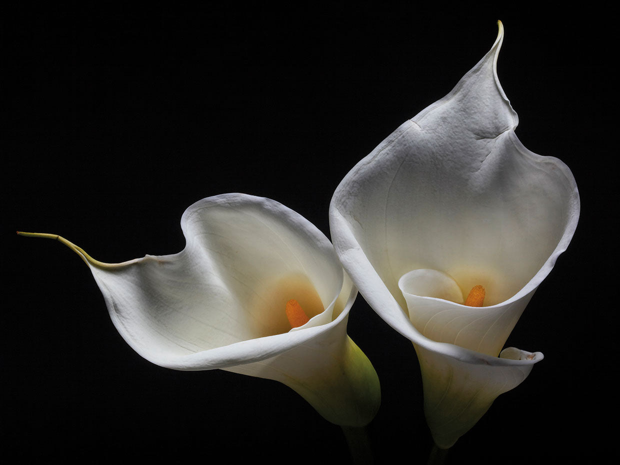 Calla Lily II