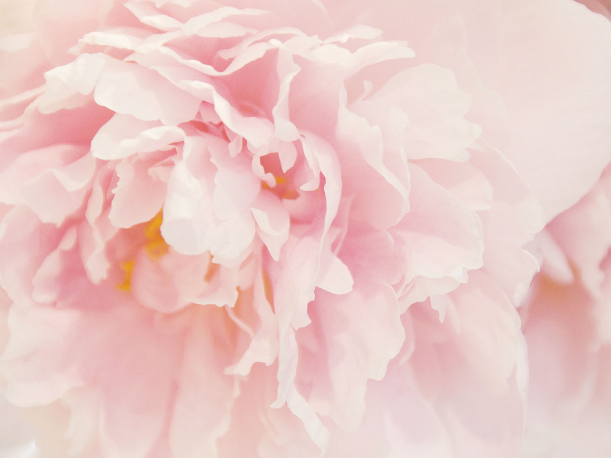Peony I