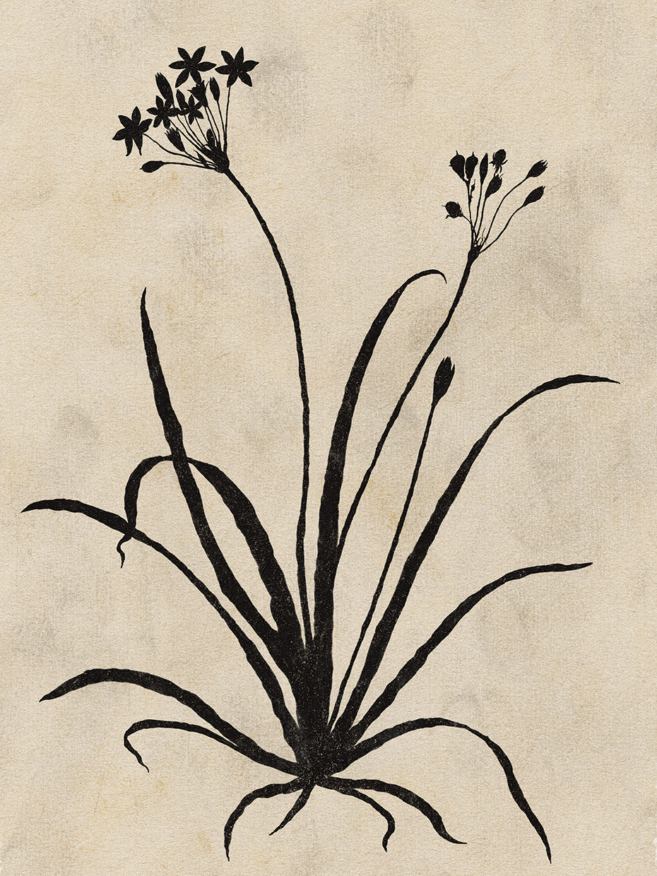 Botanical Silhouette II