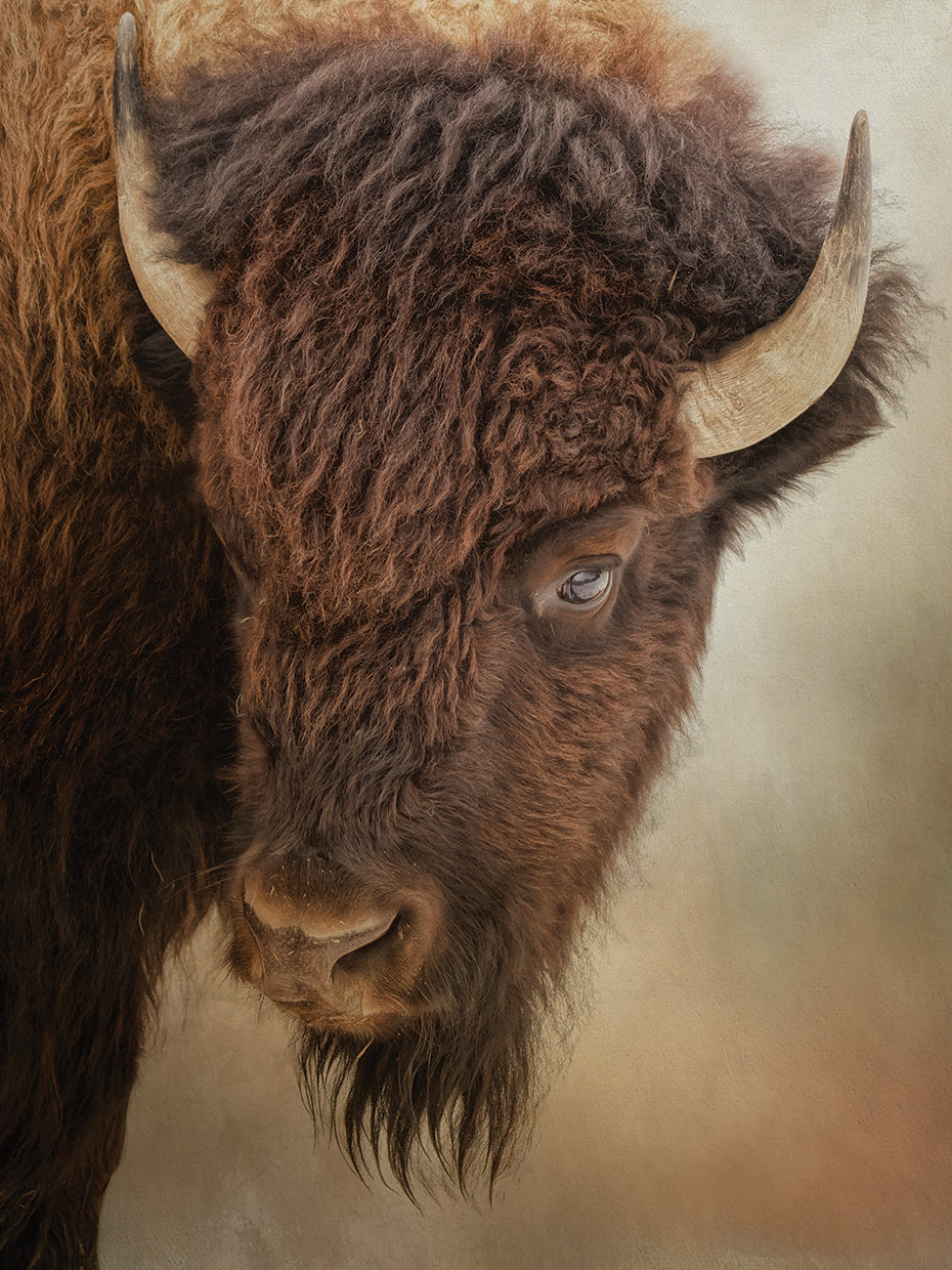 Eye of the Bison