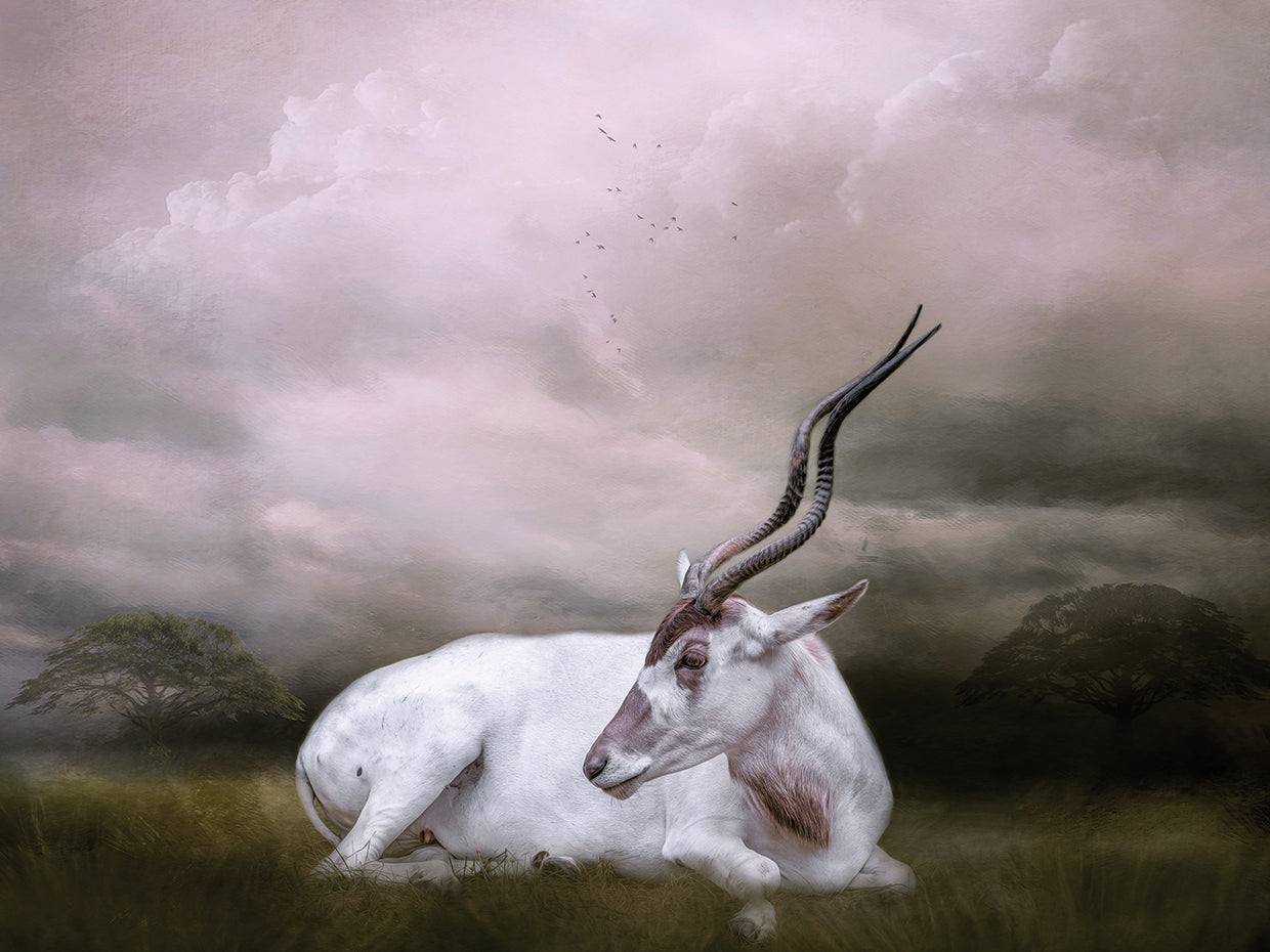 Spirit of the Desert