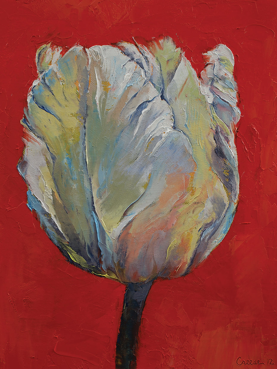 Tulip