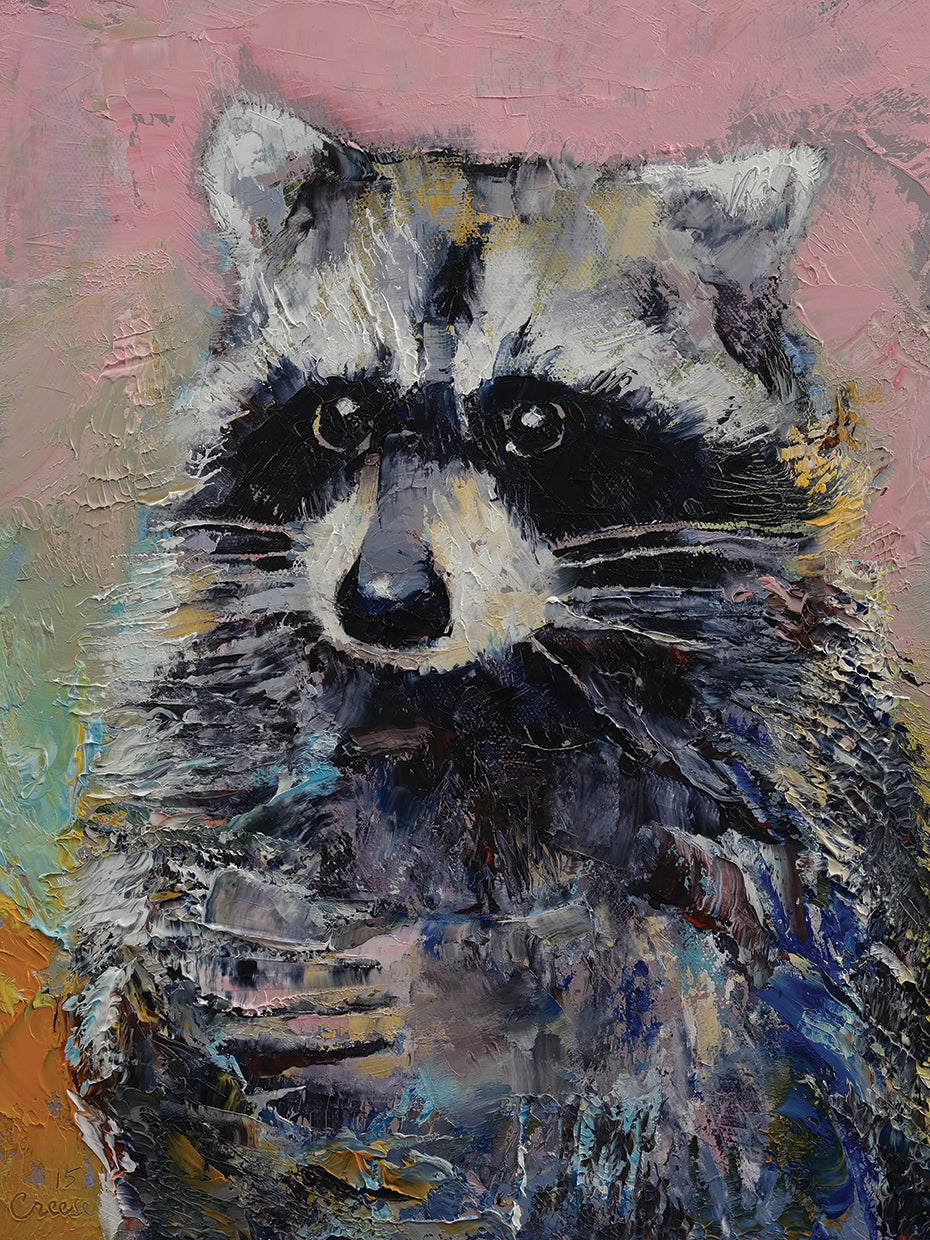 Raccoon