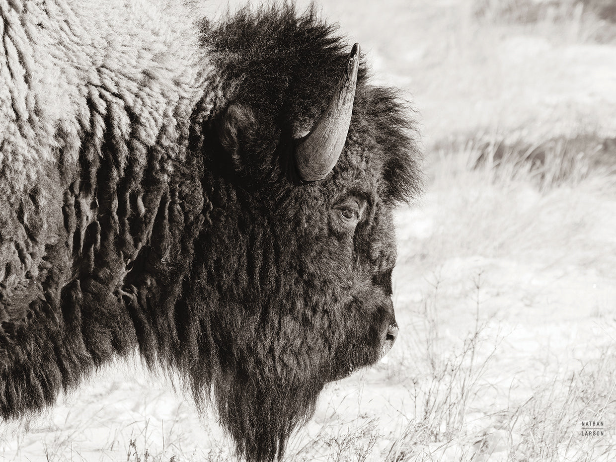 Bison Profile BW