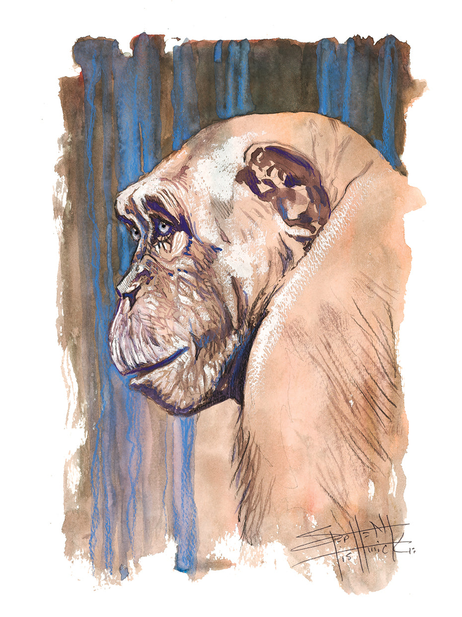 Chimpanzee - Light Stare