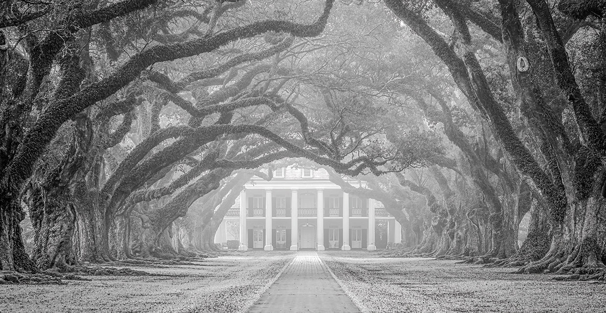 Oak Alley Fog