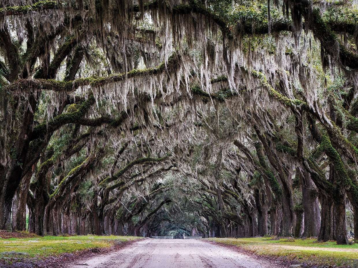 Wormsloe Alley