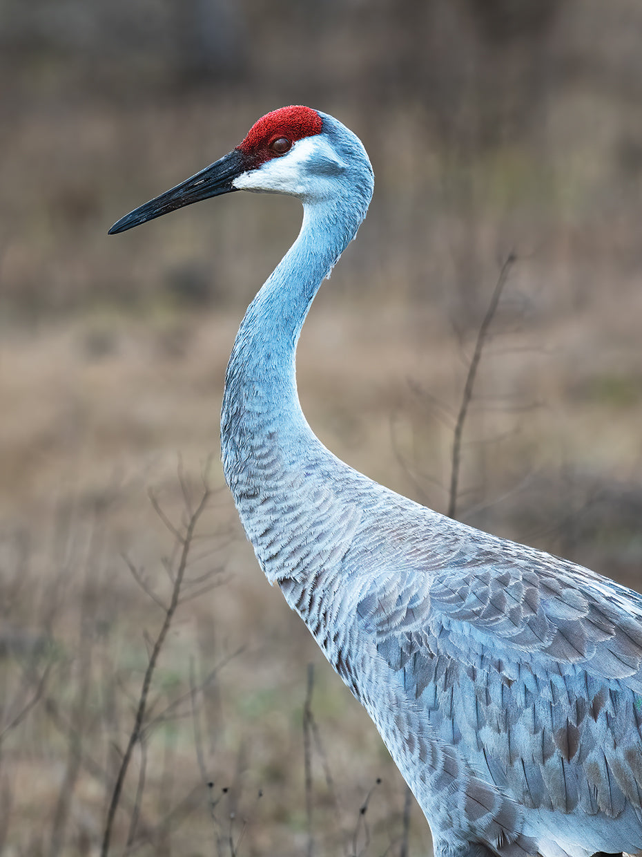 Sandhill Crane in Profile