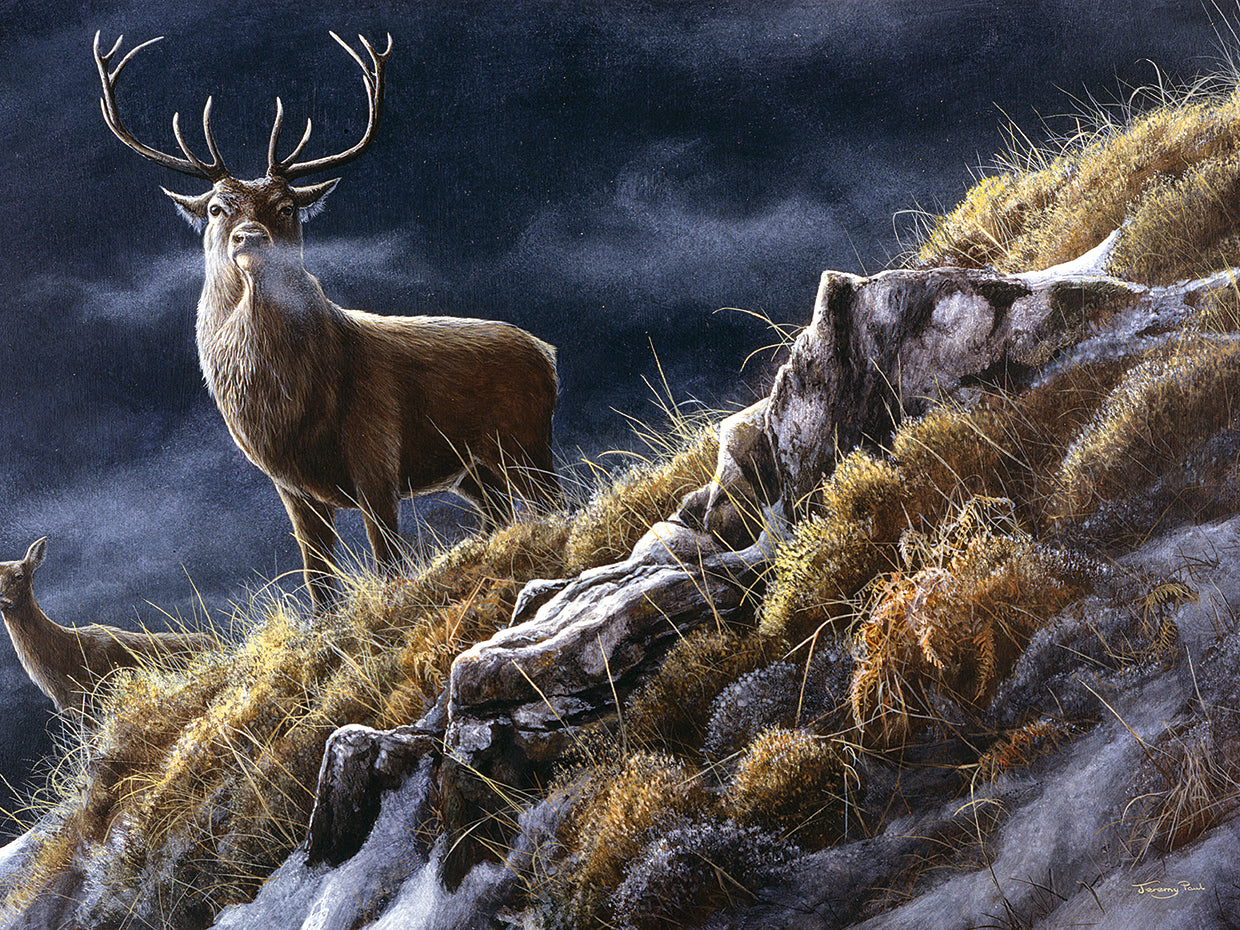 73 Majesty - Red Deer