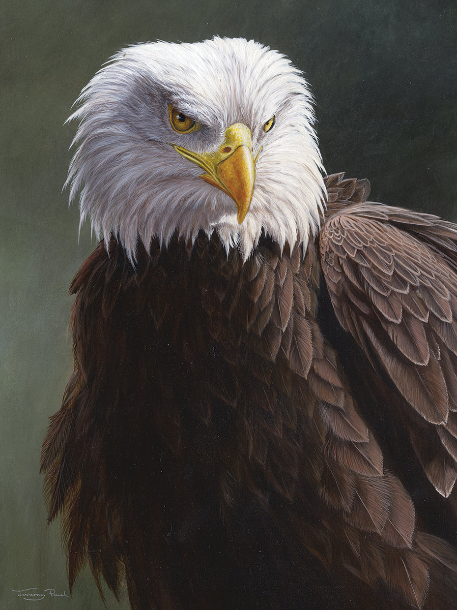 Bald Eagle