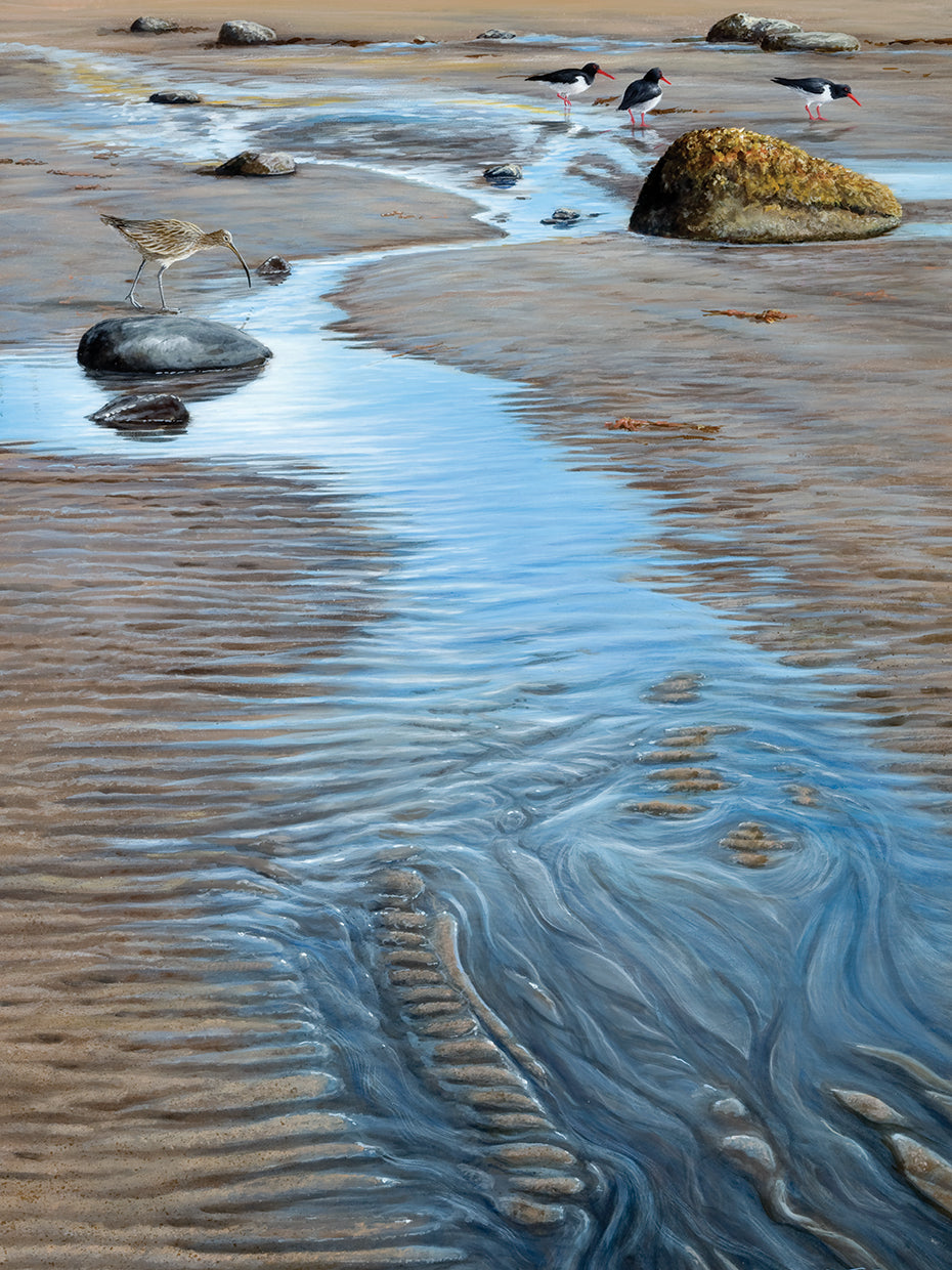 On the shore - oystercatchers