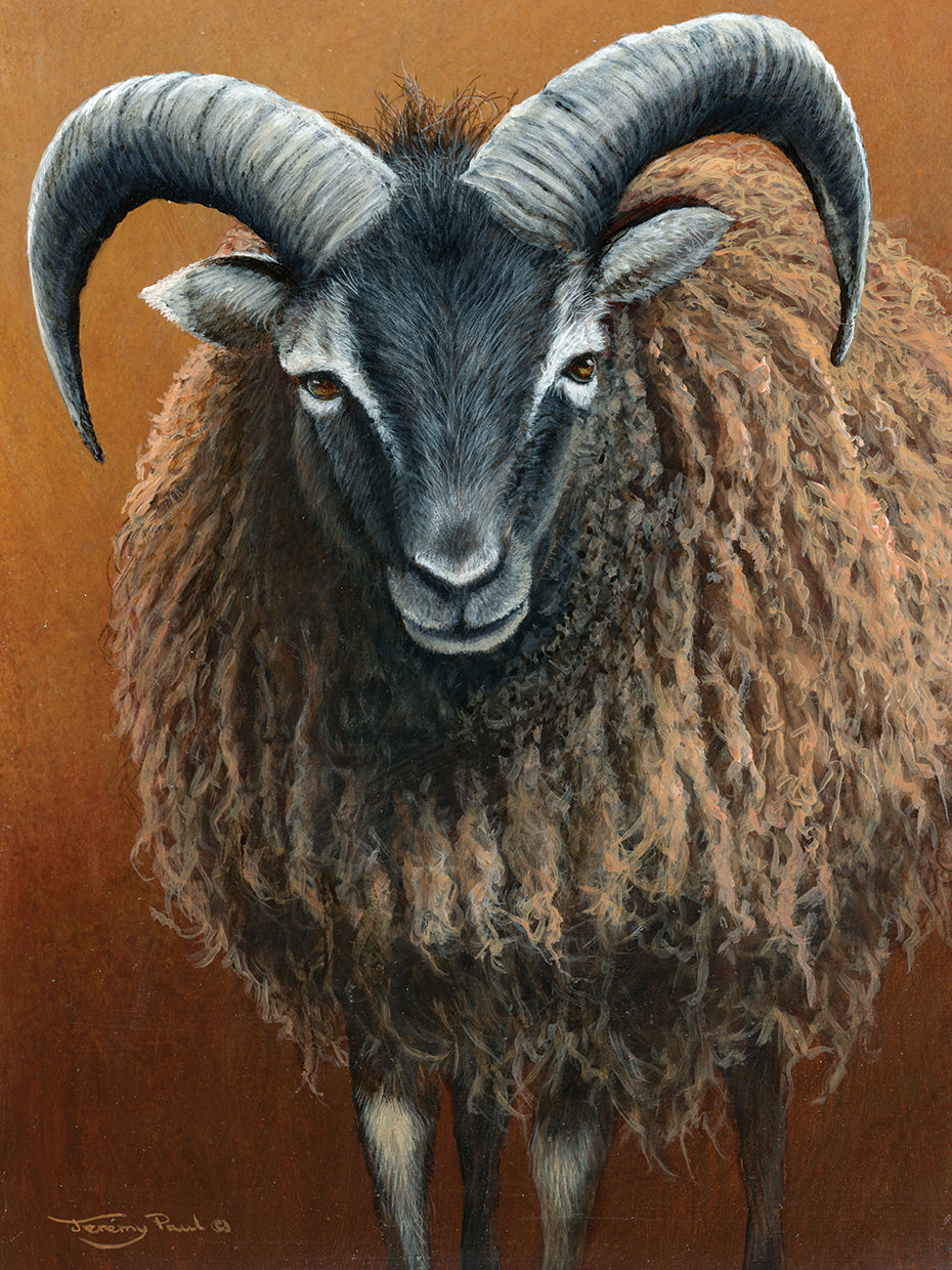 Soay Ram