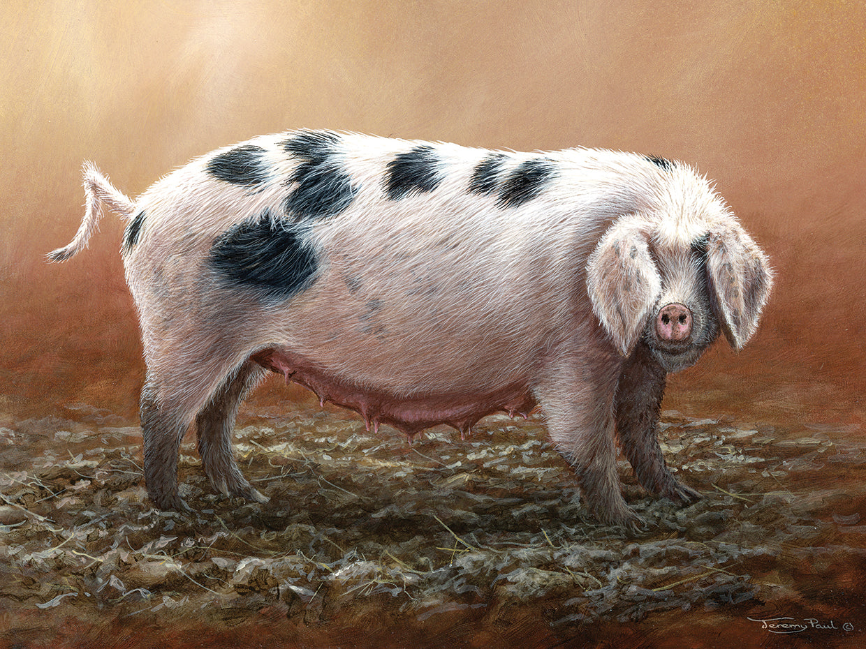 889 Gloucester Old Spot