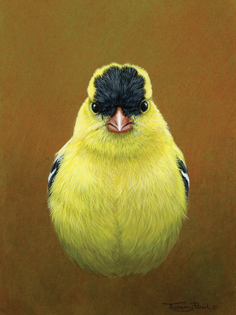 American Goldfinch