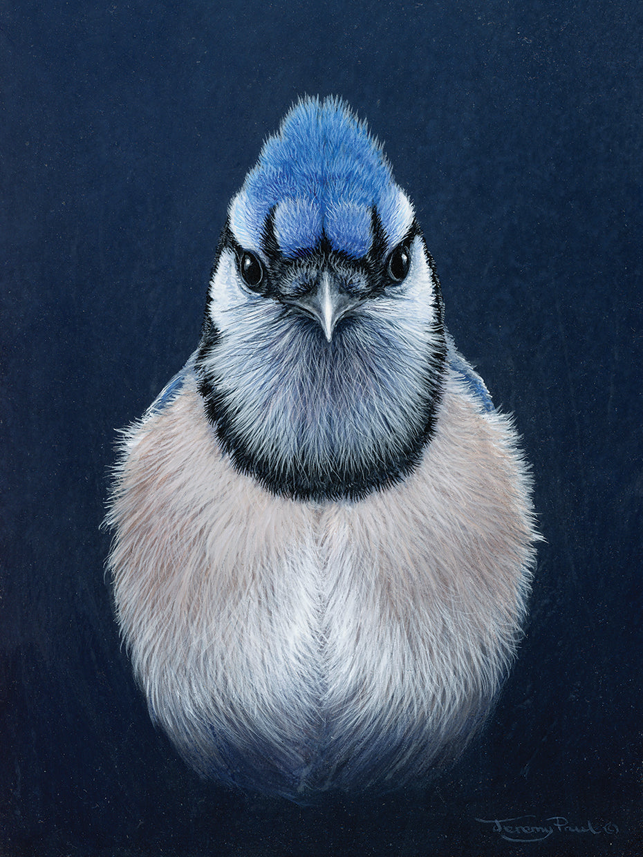 Blue jay