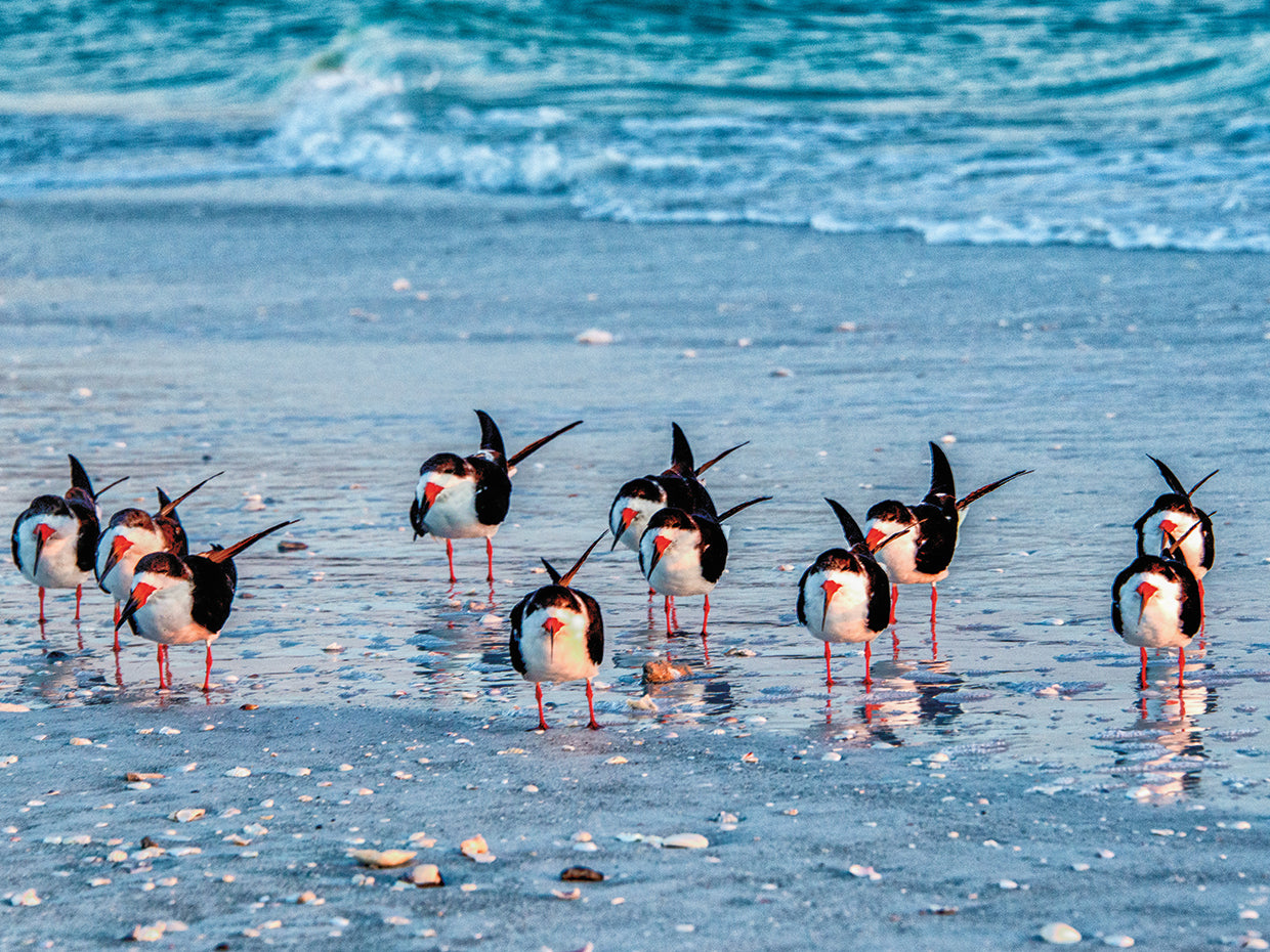 Black Skimmers Line Up