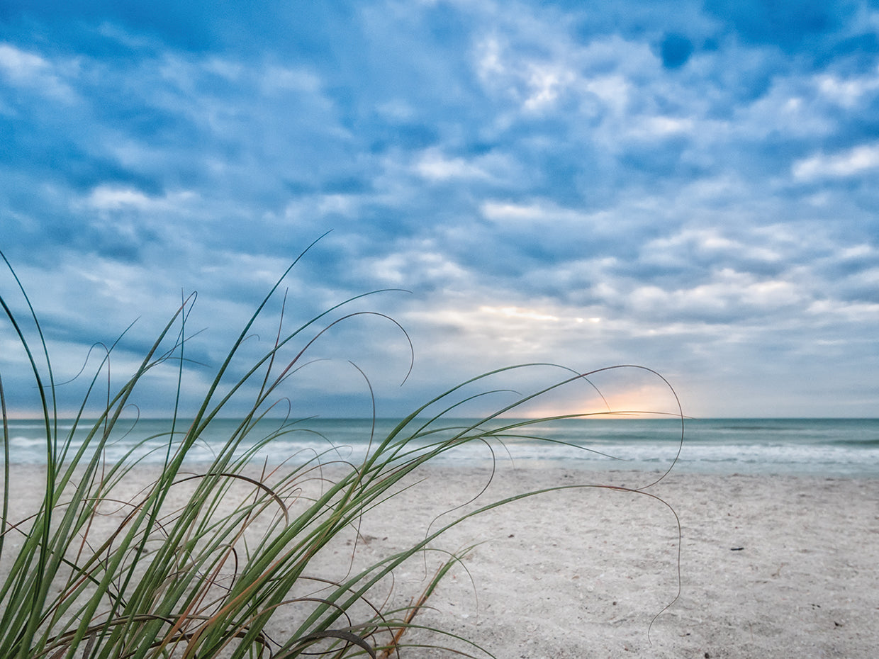 Sea Oat Curl of Sunset