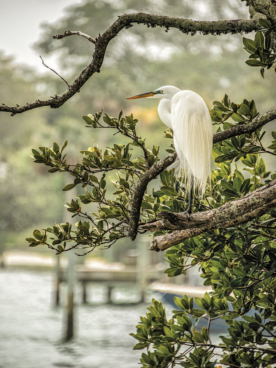 Great Egret Resting