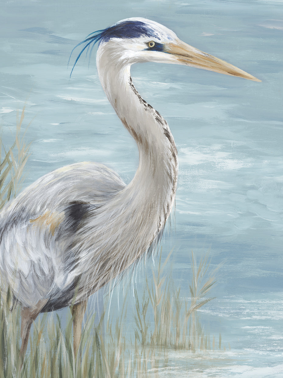 Great Blue Heron Gaze