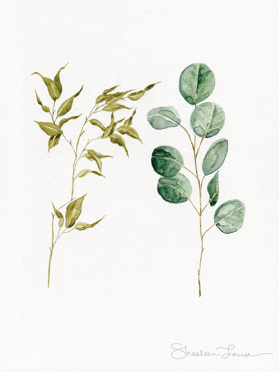 Two Eucalyptus