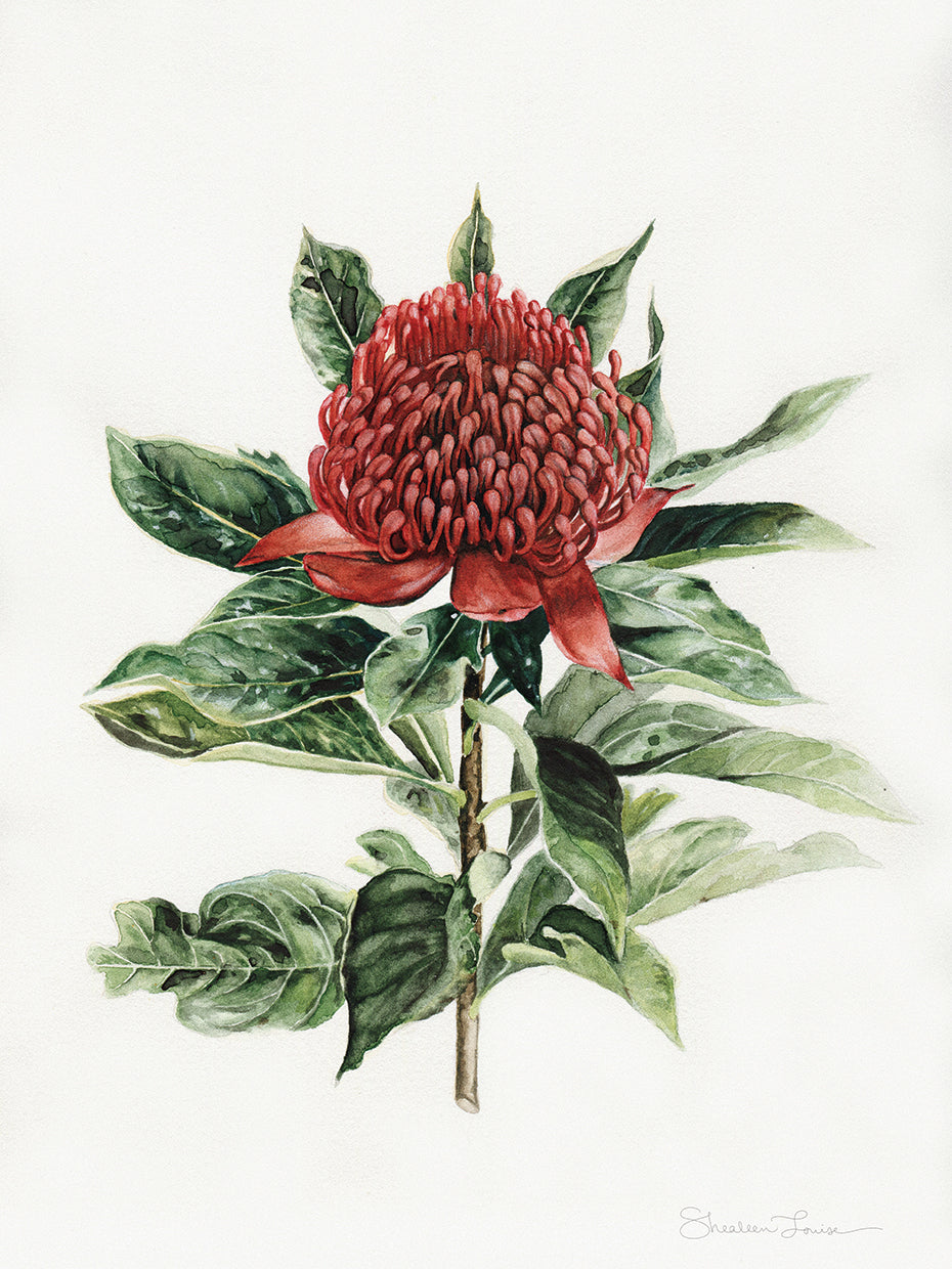 Waratah