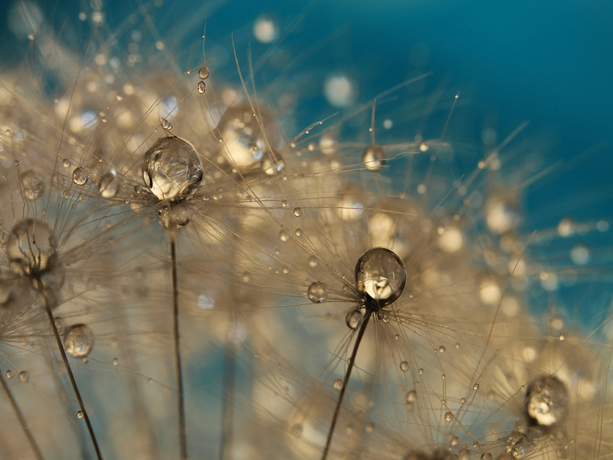 Crazy Dandelions Sparkles II
