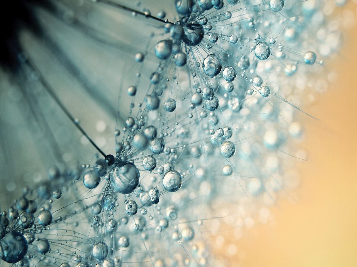 Sand & Seafoam Dandy